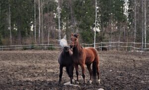 Takaisin Satulaan ryhmä alkaa