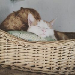 Jarppi & Jukka