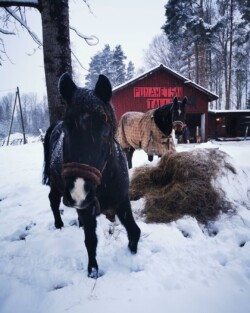 Nasu & Kapu heinillä