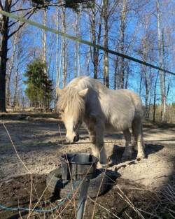 Hemppa