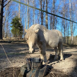 Hemppa